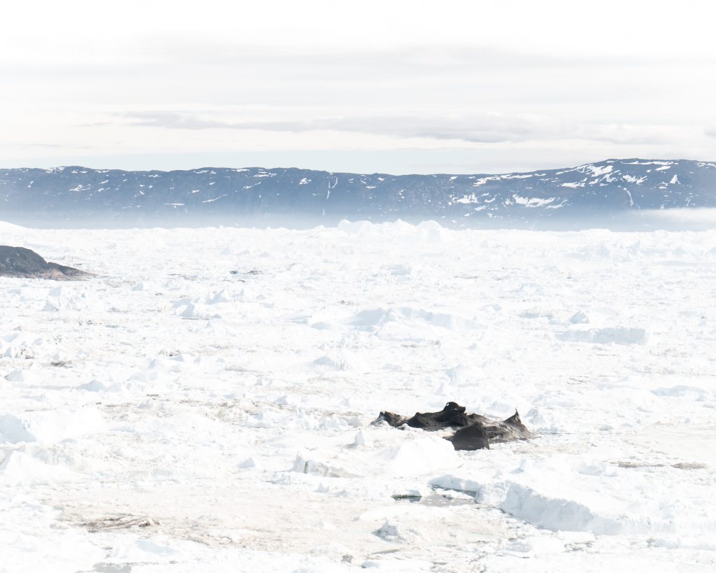 Fotoopgave ved Ilulissat isfjord